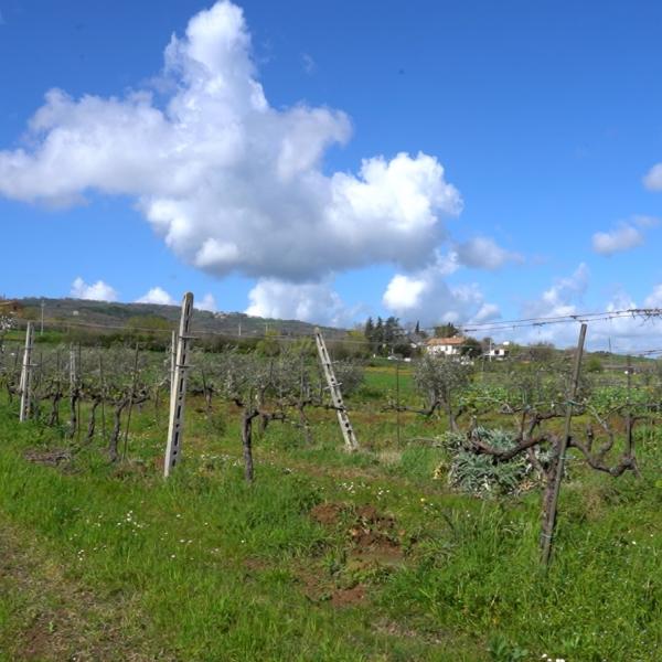 Festa della Vernaccia di Cannara, la tradizione incontra la bontà: ecco il programma