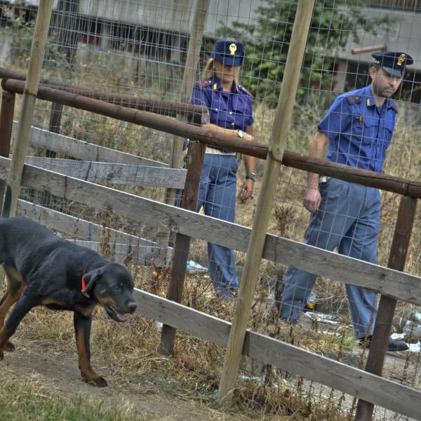 Due rottweiler in fuga a Terni uccidono un gatto