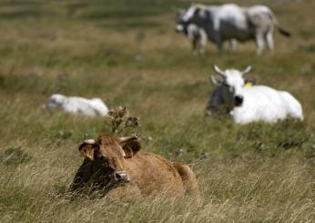 Tutto pronto per Agriumbria: ecco le novità dell’edizione 2024