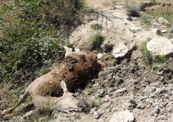 Mistero a bordo strada: rinvenuto cerbiatto morto tra Piccione e Gubbio