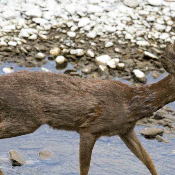 Capriolo in fuga a Terni, Palazzetti di Wild Umbria: “E’ qui da mesi e non è il solo”