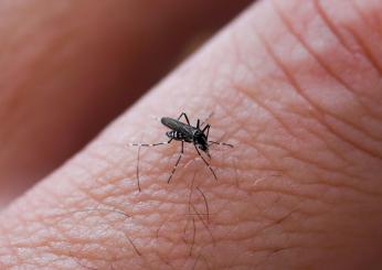 Torna l’allarme dengue: due nuovi casi a San Gemini. Madre e figlio ricoverati