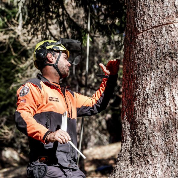 Torgiano, taglio illegale di porzioni di bosco: chi è stato