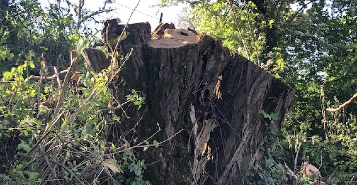 Perugia: vicenda abbattimento alberi protetti, 12 querce, nel tratto viario di Casaglia in virtù del passaggio del Giro D’Italia. Seconda parte dell’inchiesta.