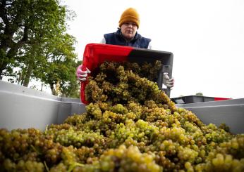 In netto aumento in Umbria nel 2024 la produzione di vino e mosto, +30%