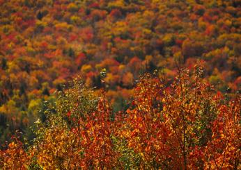 Dove ammirare il foliage in Umbria: le passeggiate nei boschi più suggestive da fare in autunno