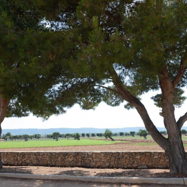 Alberi in sofferenza nel parcheggio dell’ex Seminario. A rischio ulivi secolari