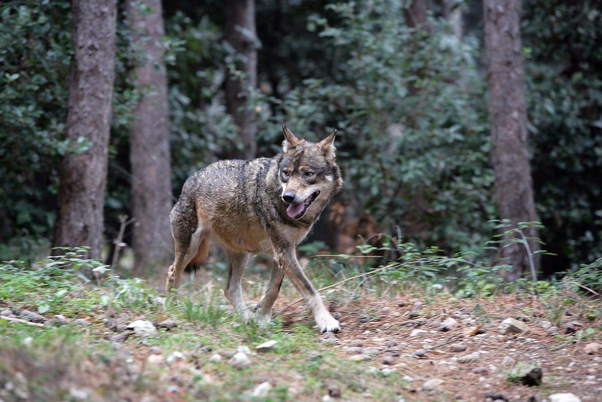 Narni, approvato il regolamento che tutela i sentieri boschivi dai veicoli