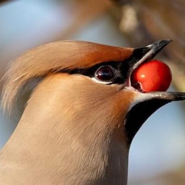 Tre giorni sulla Fauna in campagna : biodiversità e paesaggio rurale a Spoleto