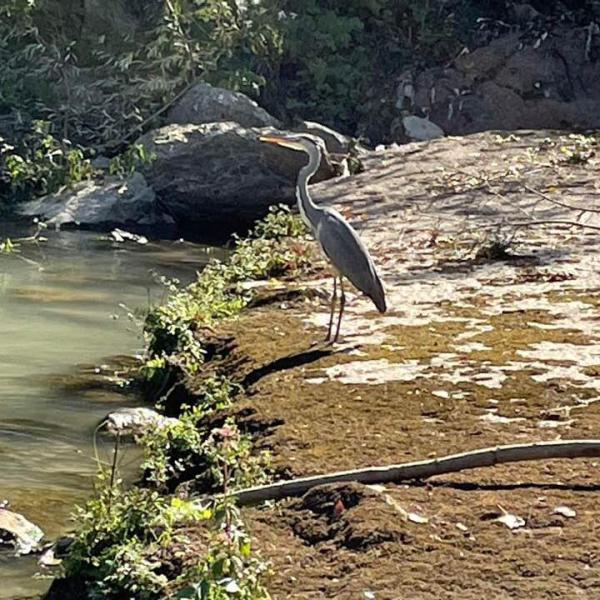 Il Canoa Club di Città di Castello ha una nuova mascotte: chi è Armandino, l’airone cenerino