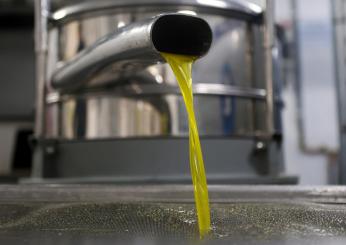 Olio umbro, secondo Slow Food il ritorno della mosca non ferma la qualità