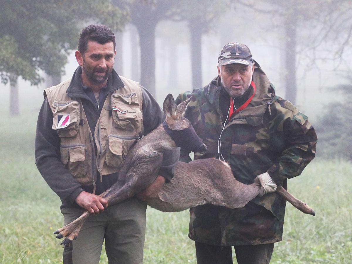 Il capriolo gli attraversa la strada e lui non riesce a schivarlo: morto l’animale e danni all’auto. Il giovane automobilista eugubino risarcito dalla Regione Marche