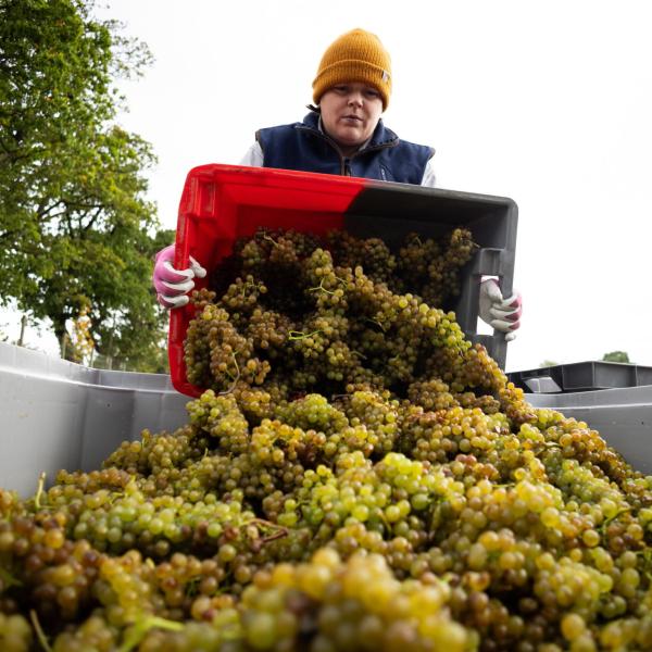 In netto aumento in Umbria nel 2024 la produzione di vino e mosto, +30%