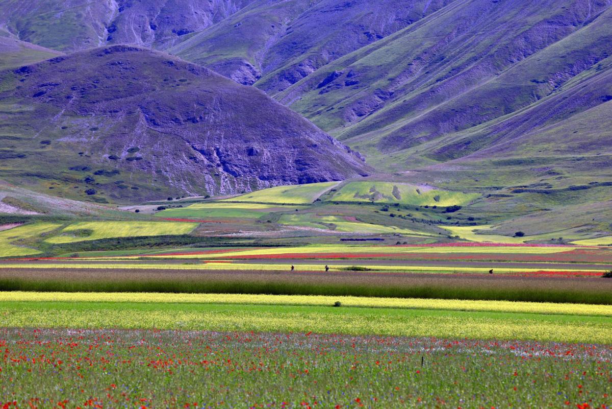 Castelluccio di Norcia: quella del 2024 è una fioritura da cartolina