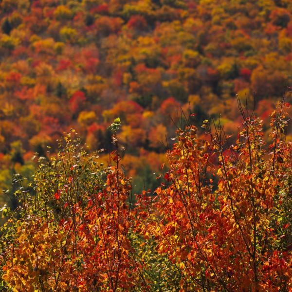 Dove ammirare il foliage in Umbria: le passeggiate nei boschi più suggestive da fare in autunno