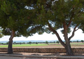 Alberi in sofferenza nel parcheggio dell’ex Seminario. A rischio ulivi secolari