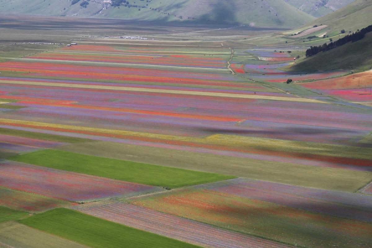 Fioritura di Castelluccio, stop al traffico per quattro domeniche: 16, 23 e 30 giugno, 7 luglio