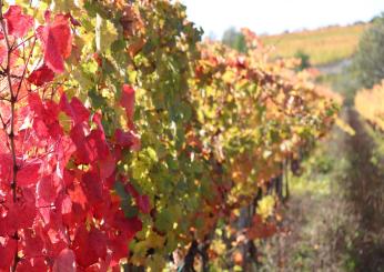 Cantine Aperte 2024 in Umbria: il programma nel dettaglio