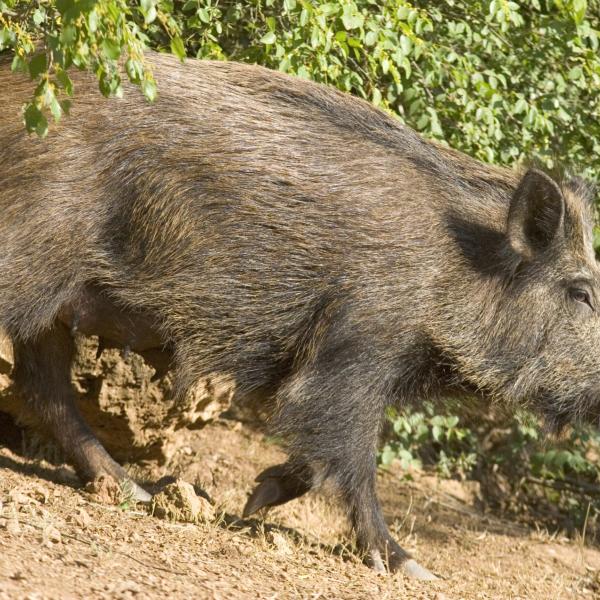 A Città della Pieve un nuovo dispositivo all’avanguardia per contrastare gli incidenti da fauna selvatica