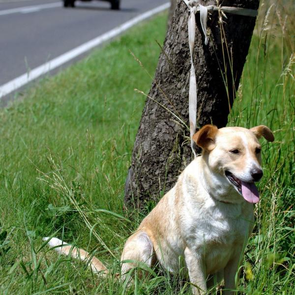 Gubbio, abbandona sette cani sotto il sole: denunciato