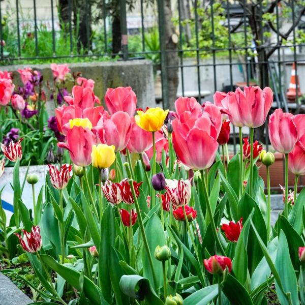 Festa del Tulipano a Castiglione del Lago, tra colori e folklore