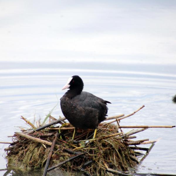 Flora e fauna del Trasimeno: ecco dove e come trovarle