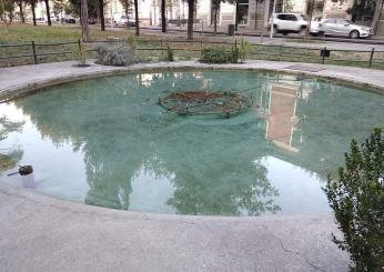 Taglio del pino e gestione del canile, le ricette di Bandecchi. Intanto rinasce la fontana dei giardini Lungonera