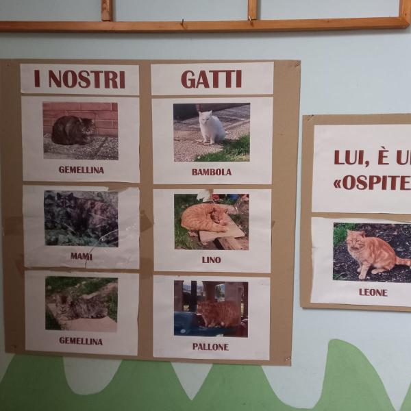 4 ottobre, Giornata mondiale degli animali: a Perugia c’è una Consulta per tutelarne i diritti