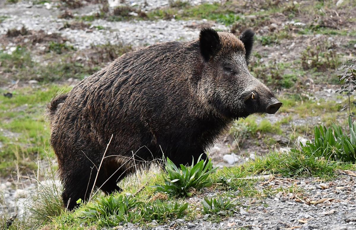 Giovane aggredito dai cinghiali a Pian di Massiano, ferito anche il suo cane