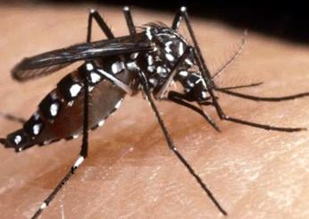 Perugia, nuovo caso di febbre Dengue in piazza Morlacchi