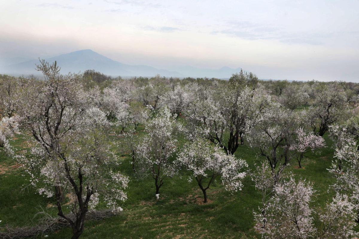 Fiori e piante dell’Umbria: ecco i più belli della regione