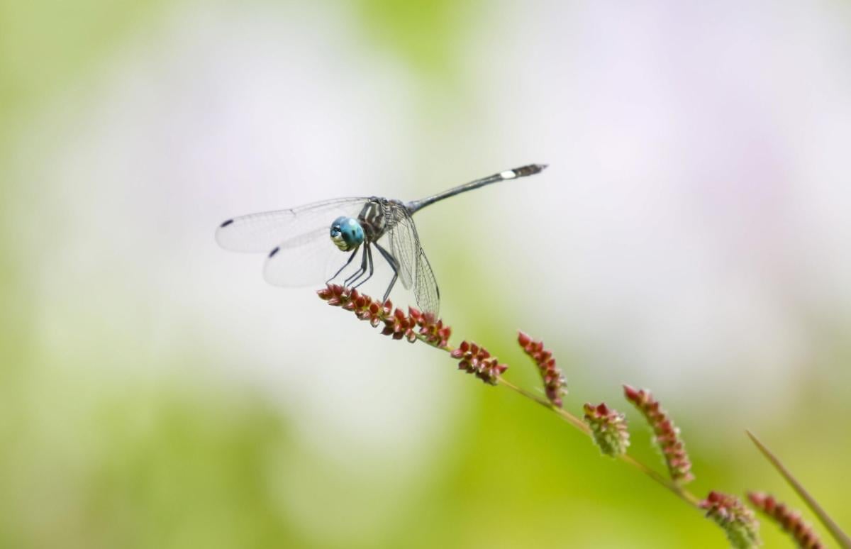 LIFE IMAGINE Umbria: al via la formazione avanzata per la salvaguardia della Rete Natura 2000