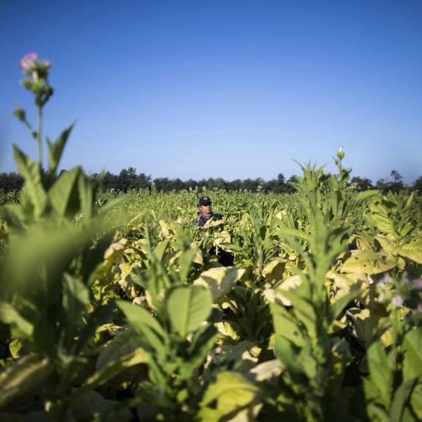 Tabacco in Umbria: una storia secolare che attraversa l’economia e l’umanità della regione