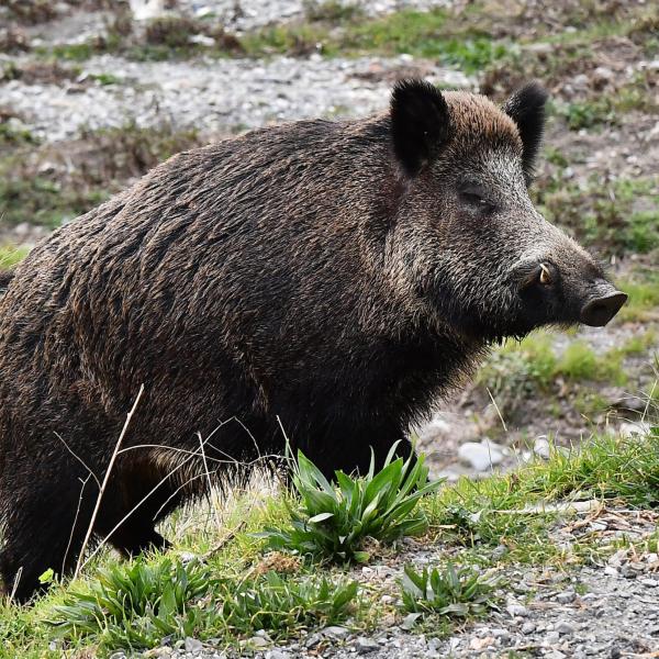 Giovane aggredito dai cinghiali a Pian di Massiano, ferito anche il suo cane