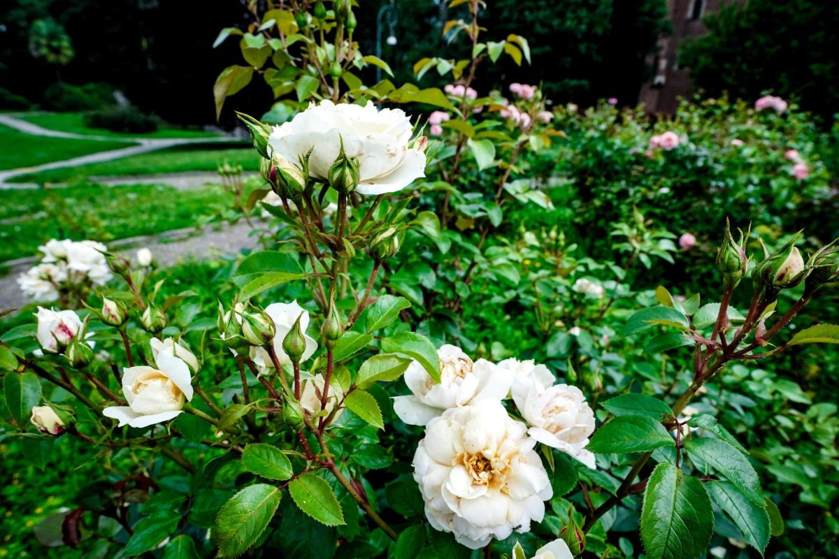 Terni si prepara alla 37esima edizione della Festa delle Rose: il programma dell’evento