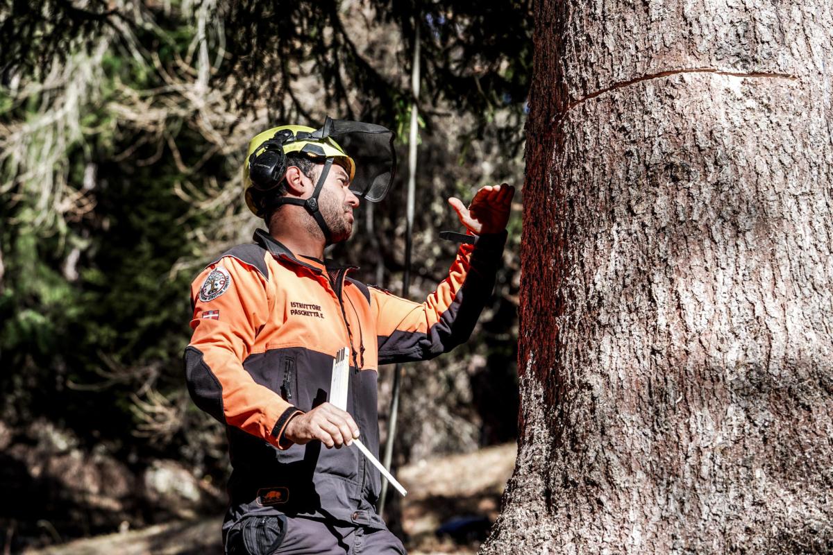 Torgiano, taglio illegale di porzioni di bosco: chi è stato