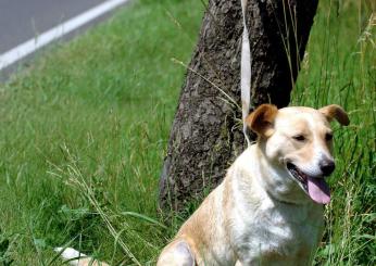 Gubbio, abbandona sette cani sotto il sole: denunciato