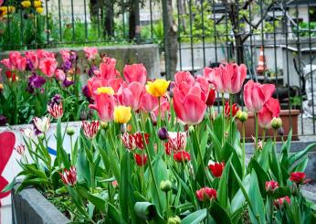 Festa del Tulipano a Castiglione del Lago, tra colori e folklore