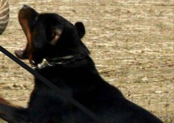 Terni, rottweiler in fuga seminano il panico: sbranati tre gatti. Paura e tensione tra gli abitanti