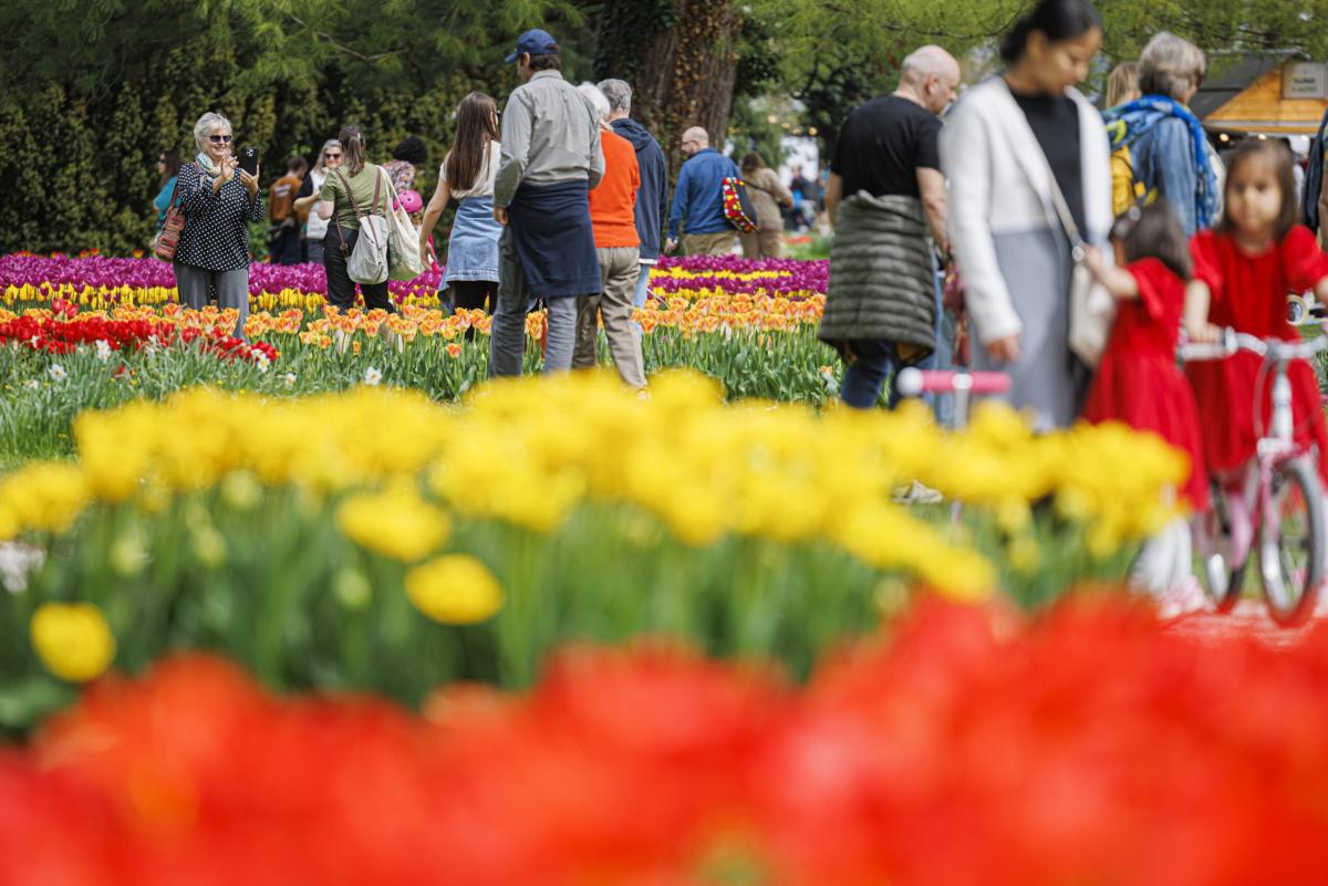 Castiglione del Lago invasa dai turisti per la Festa del Tulipano