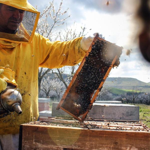 Gemellaggio tra Regione Umbria e Repubblica di Slovenia: salvaguardia delle api e biodiversità