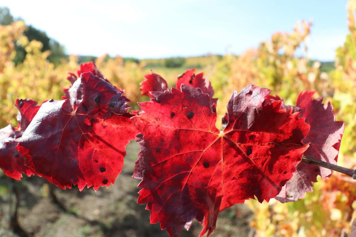 Lungarotti a Vinitaly: doppio anniversario per l’azienda a Verona