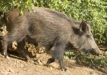 Carne di cinghiale, la Regione approva il disciplinare per la creazione di una filiera umbra