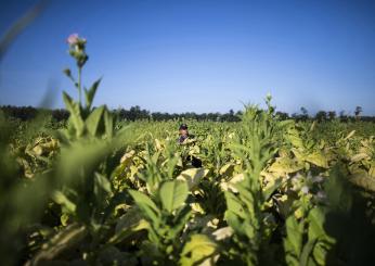 Gravi danni alle coltivazioni di tabacco in Umbria: Coldiretti lancia l’allarme