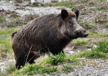 Giovane aggredito dai cinghiali a Pian di Massiano, ferito anche il suo cane