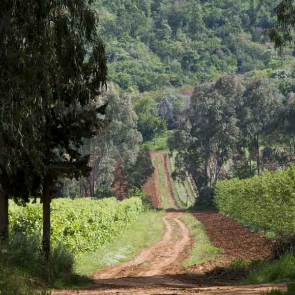 Camminatori romagnoli raggiungono Gubbio a piedi da Bagno di Romagna