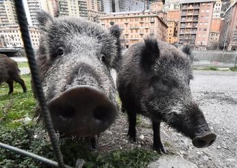 L’invasione dei cinghiali: un problema pressante a Gubbio e in altre città