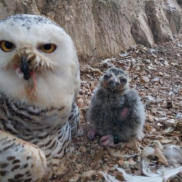 Fiocco blu alla Città della Domenica: è nato Hibou, gufo delle nevi