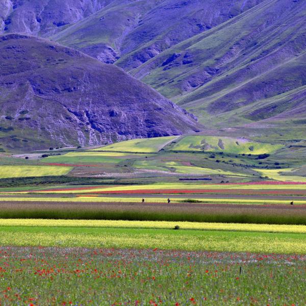 Castelluccio di Norcia: quella del 2024 è una fioritura da cartolina