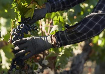 L’enologo orvietano Pier Paolo Chiasso vince il Premio Winemaker dell’anno